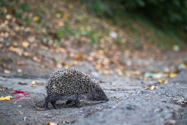 续连胜势头 续连胜势头